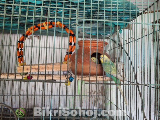 Bujiger